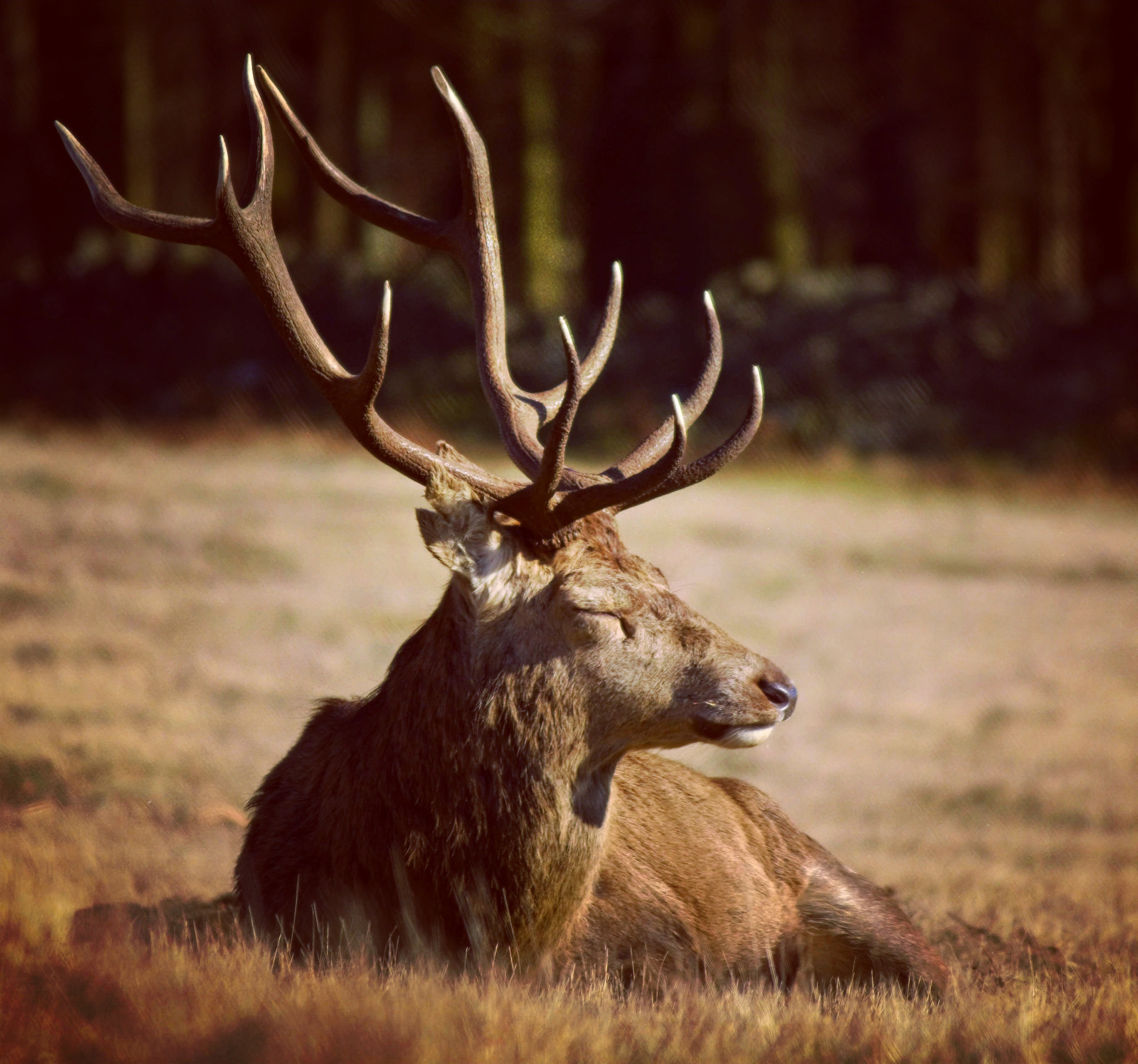 Red Deer Wallpapers