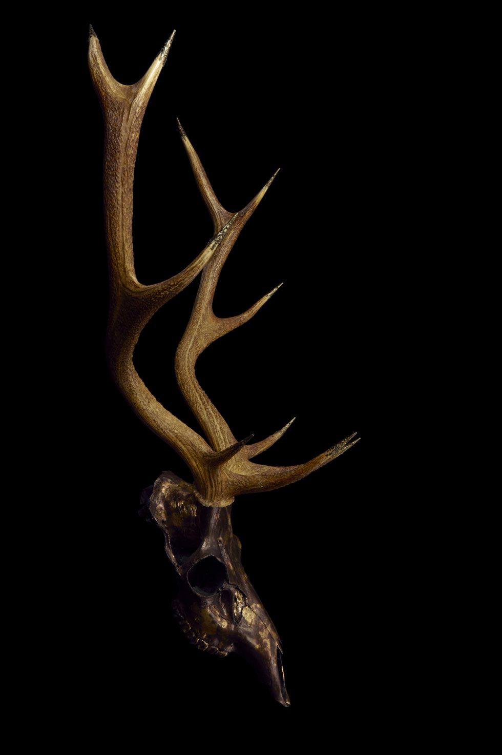 Red Deer Skull Wallpapers