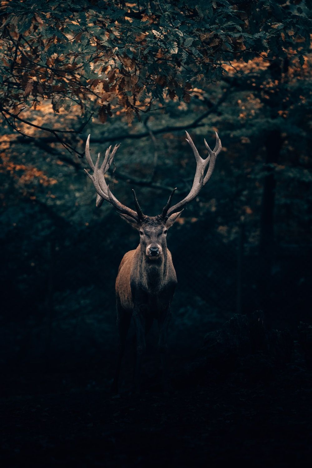 Red Deer Skull Wallpapers