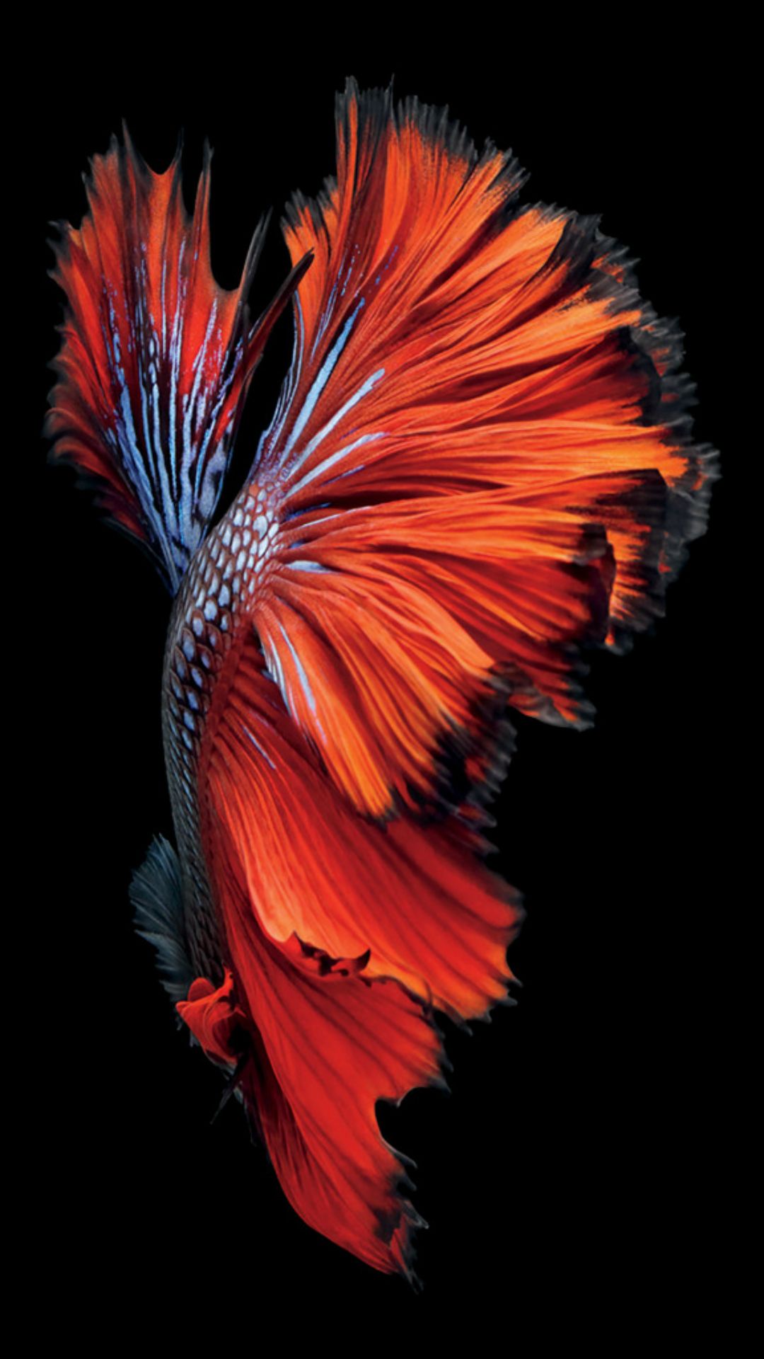 Red Fish Wallpapers