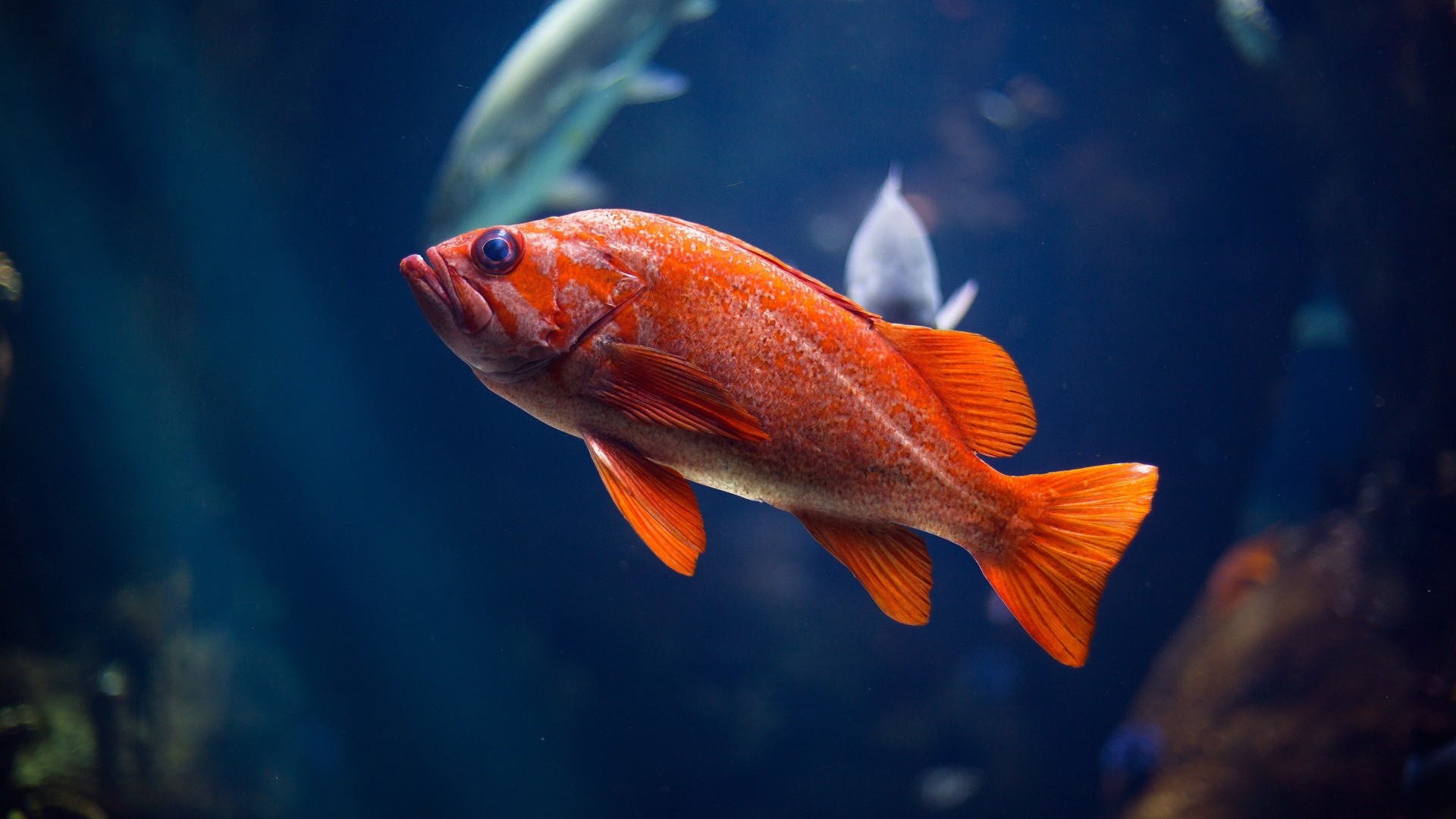 Red Fish Wallpapers