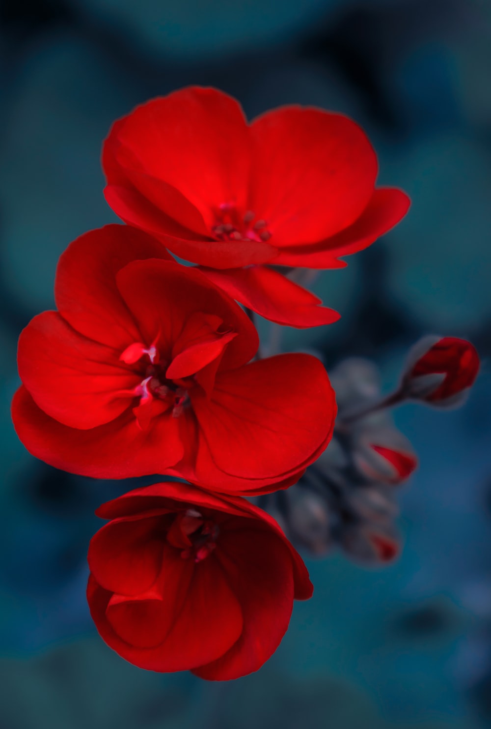 Red Flower Wallpapers