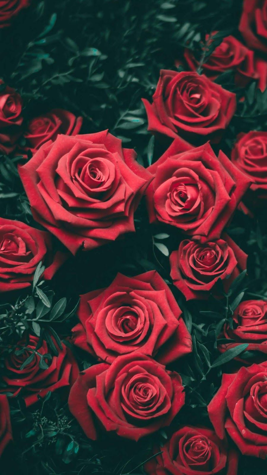 Red Flower Wallpapers