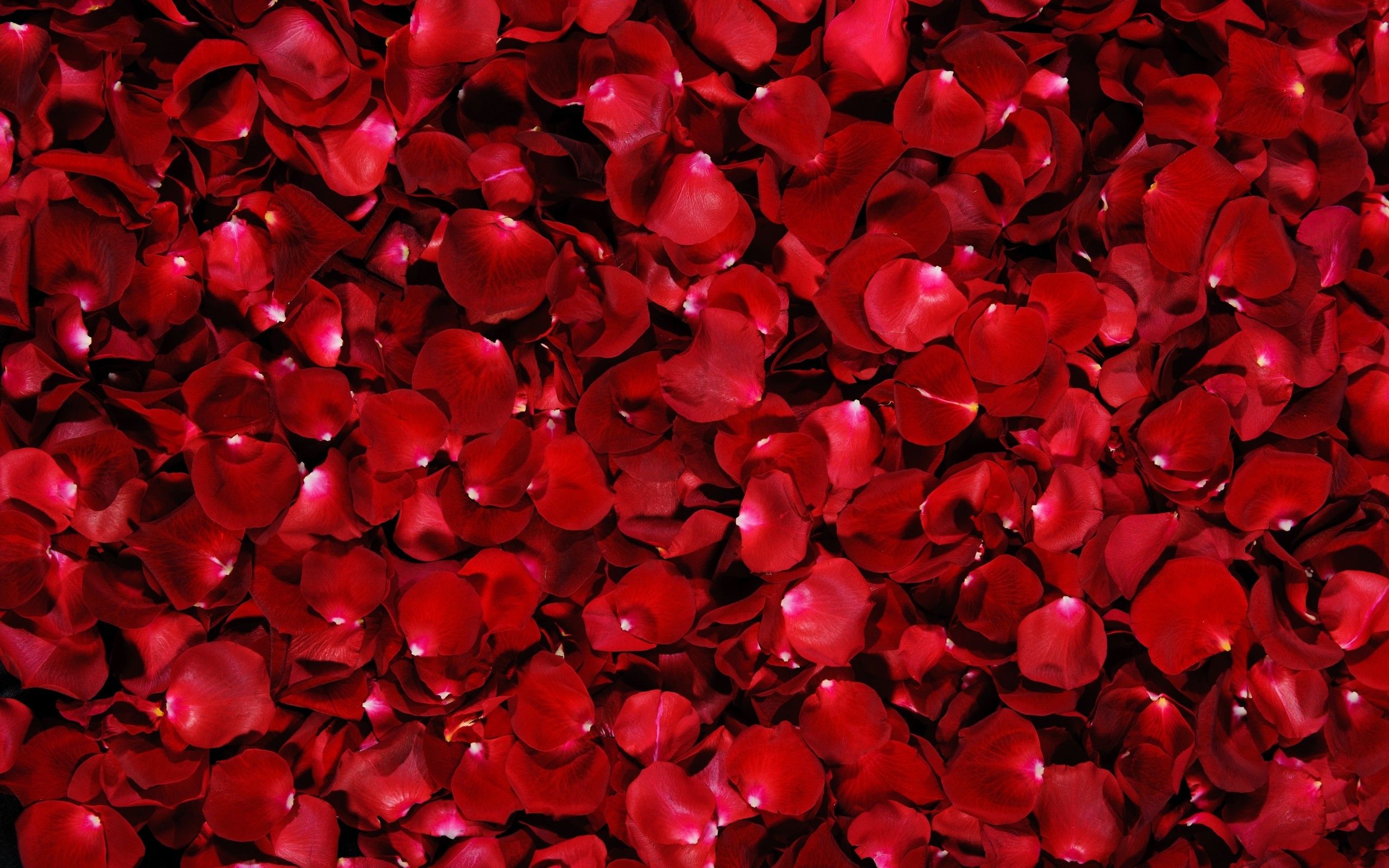 Red Flower Wallpapers