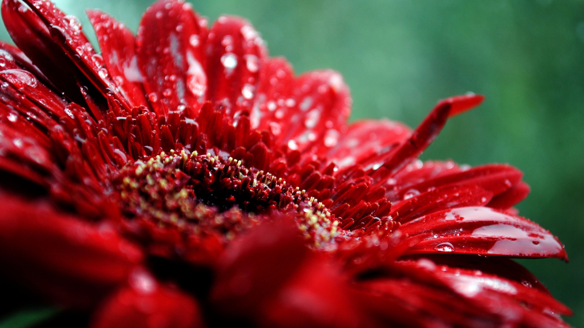 Red Flower Wallpapers