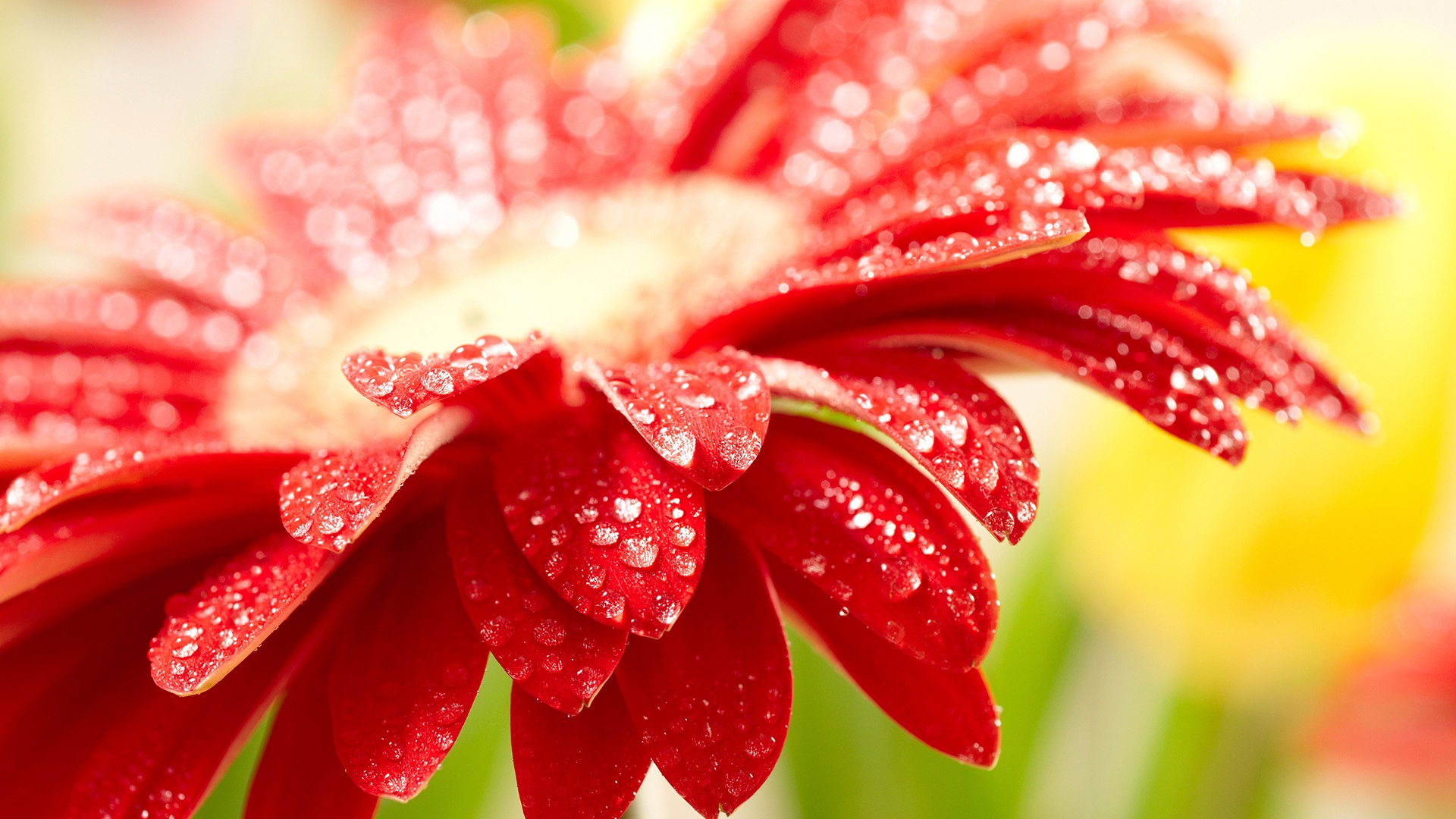 Red Flower Wallpapers