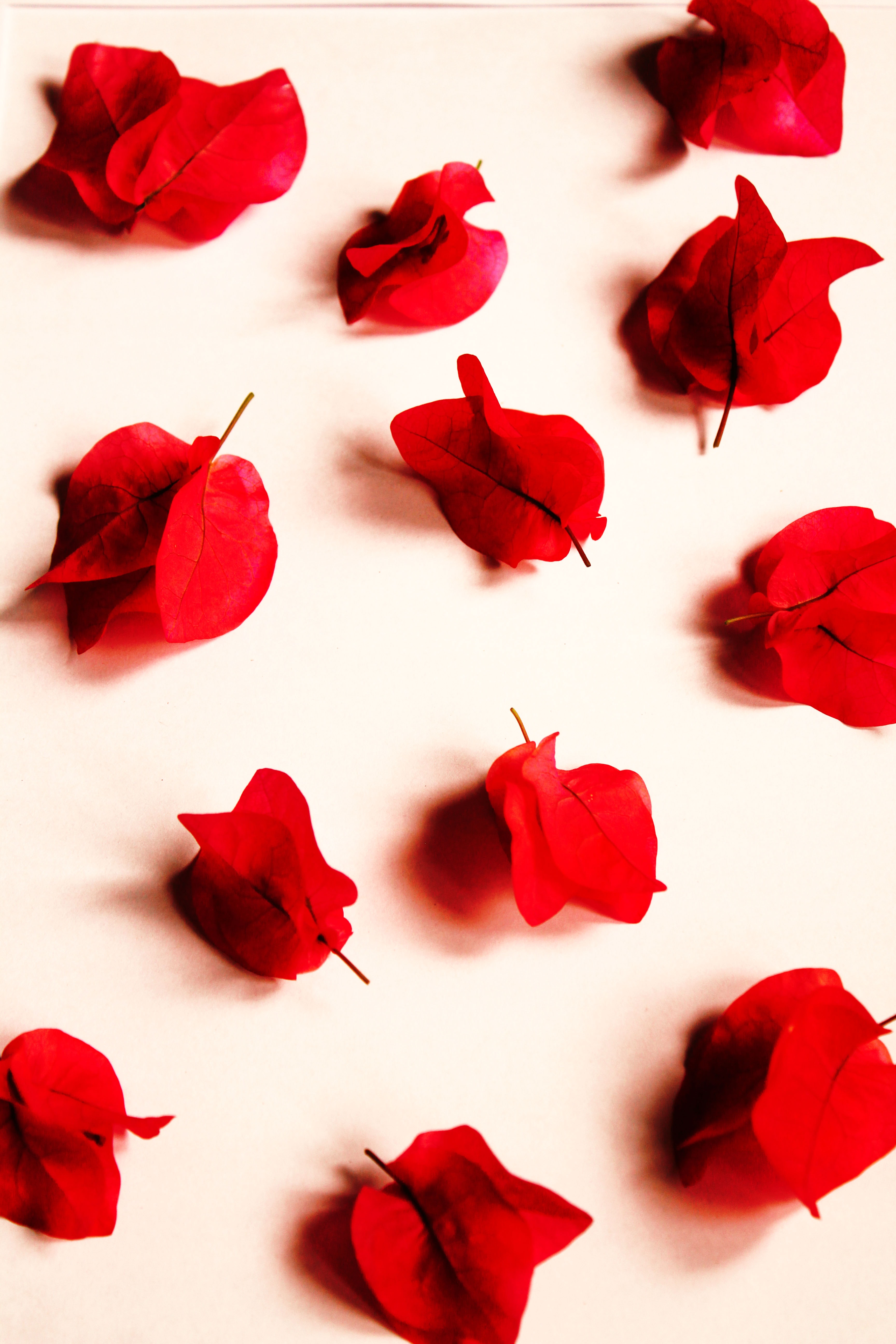 Red Flower Wallpapers