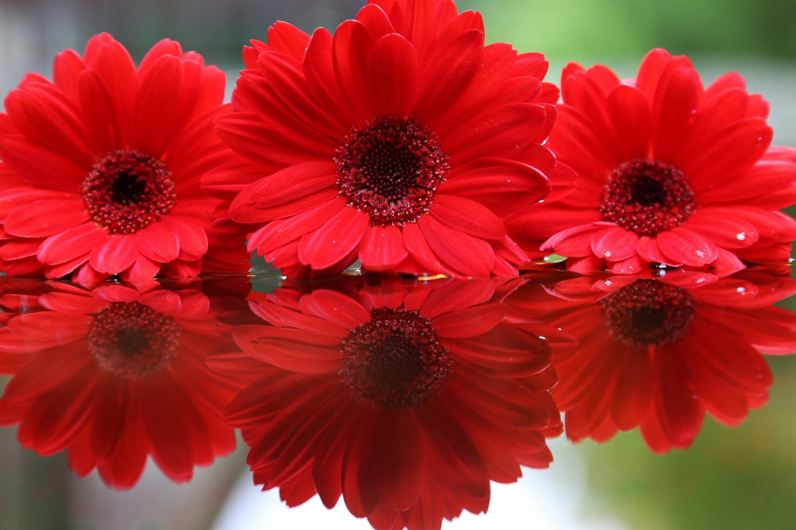 Red Flower Wallpapers