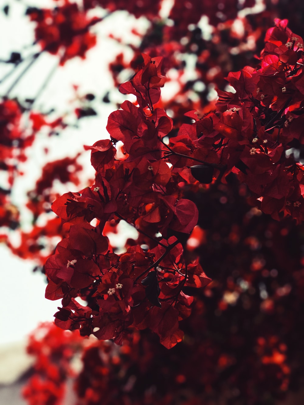 Red Flower Aesthetic Wallpapers