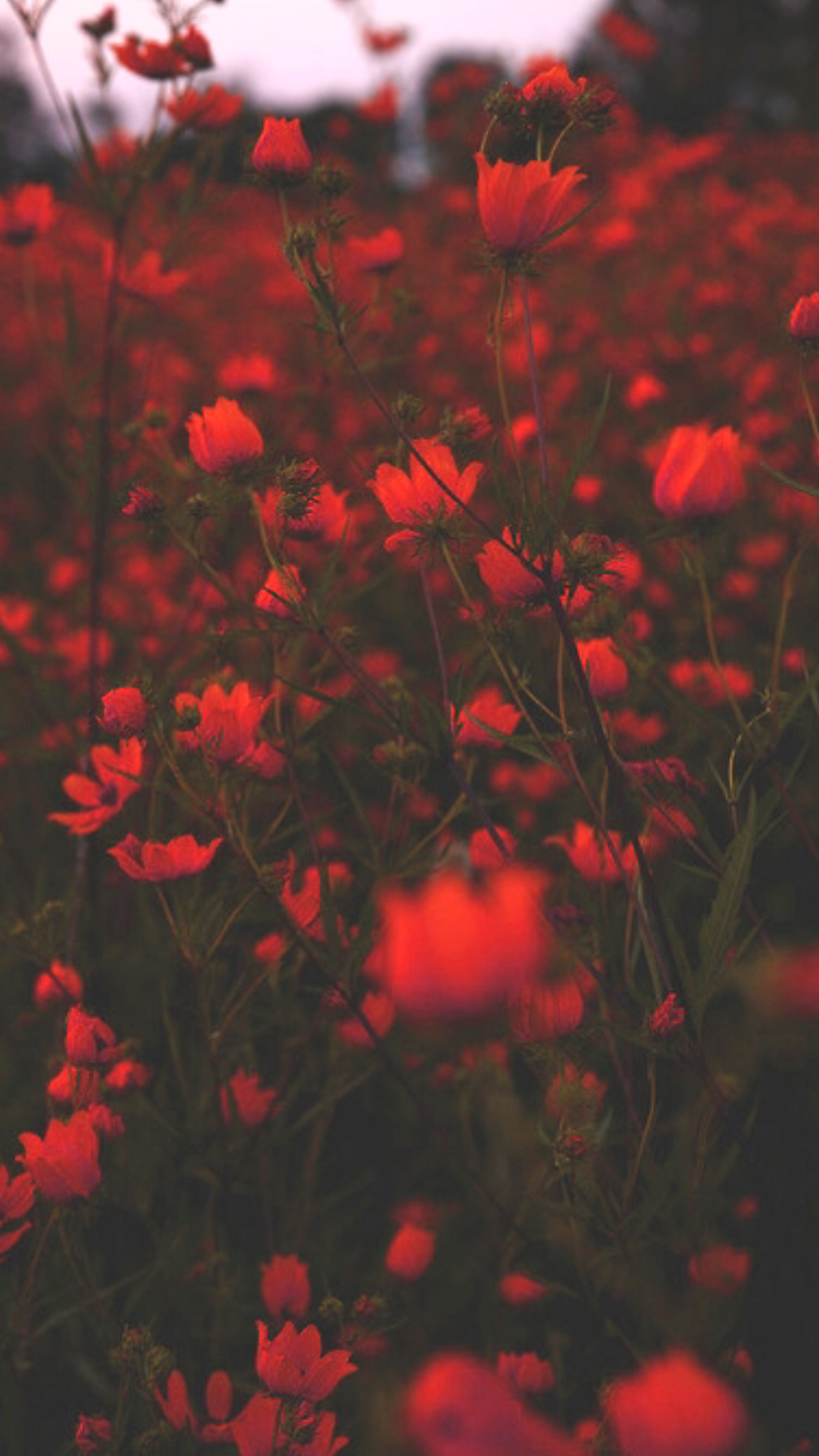 Red Flower Aesthetic Wallpapers