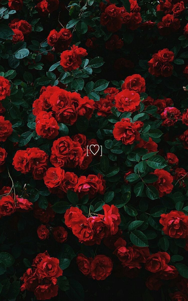 Red Flower Aesthetic Wallpapers