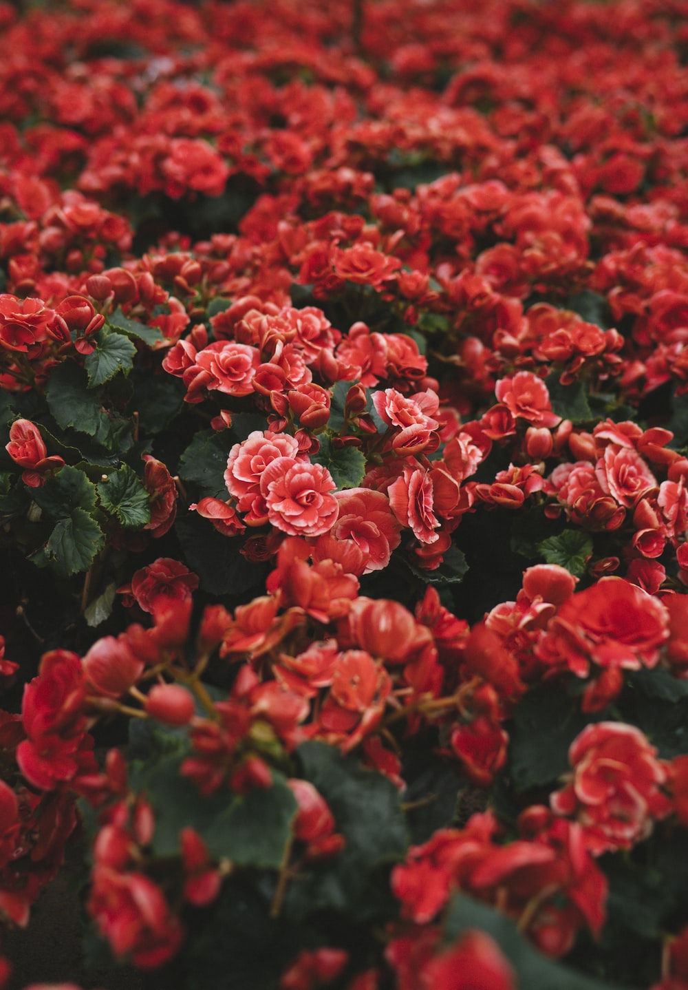 Red Flower Aesthetic Wallpapers