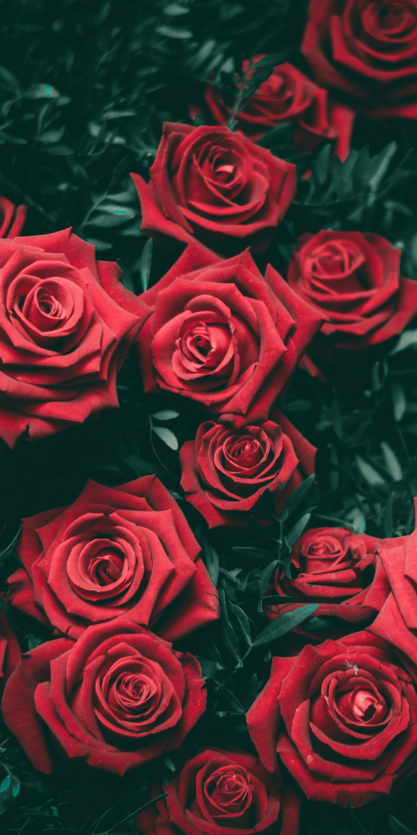 Red Flower Aesthetic Wallpapers