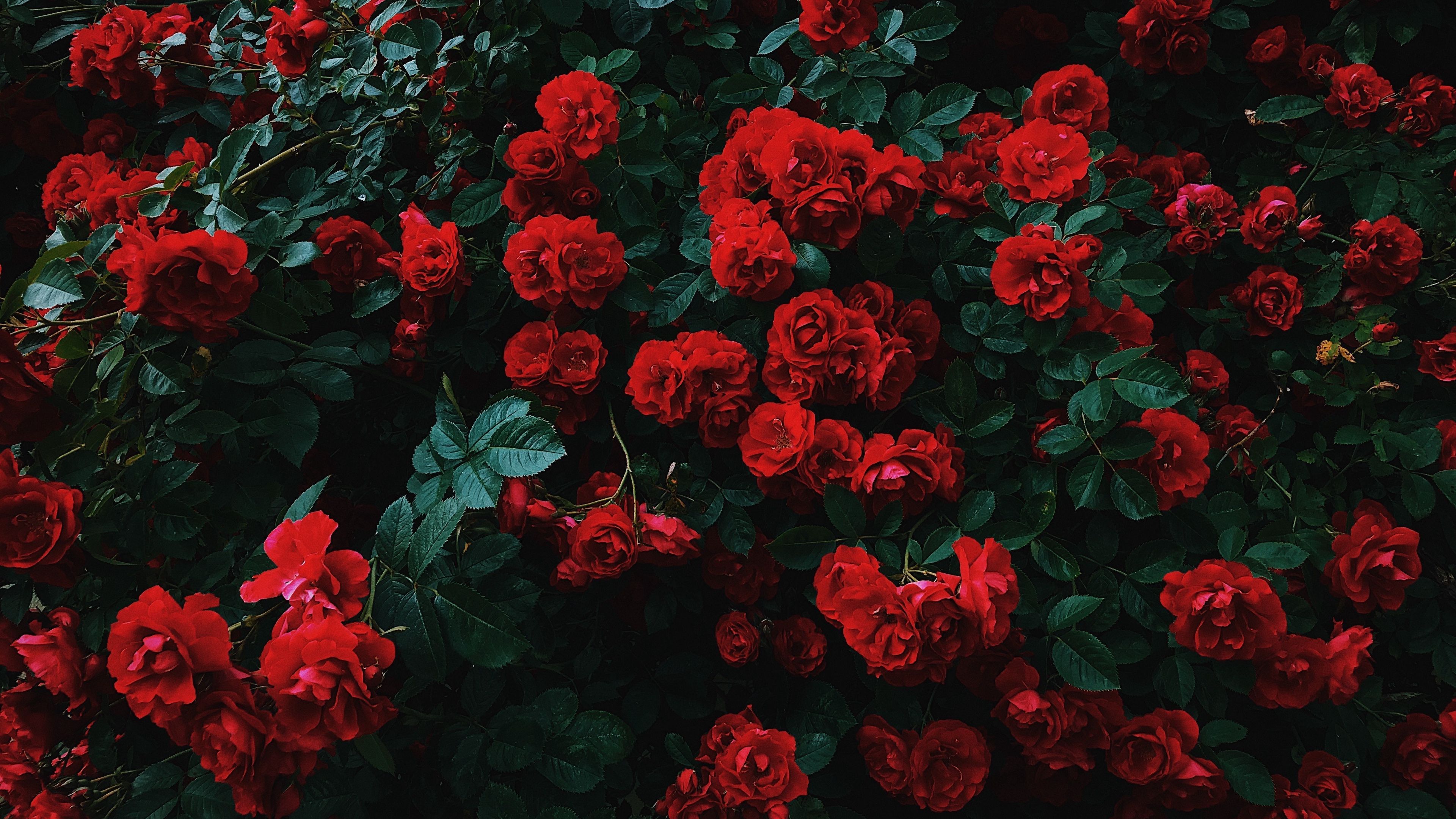 Red Flower Aesthetic Wallpapers