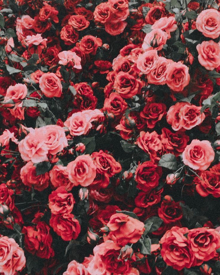 Red Flower Aesthetic Wallpapers