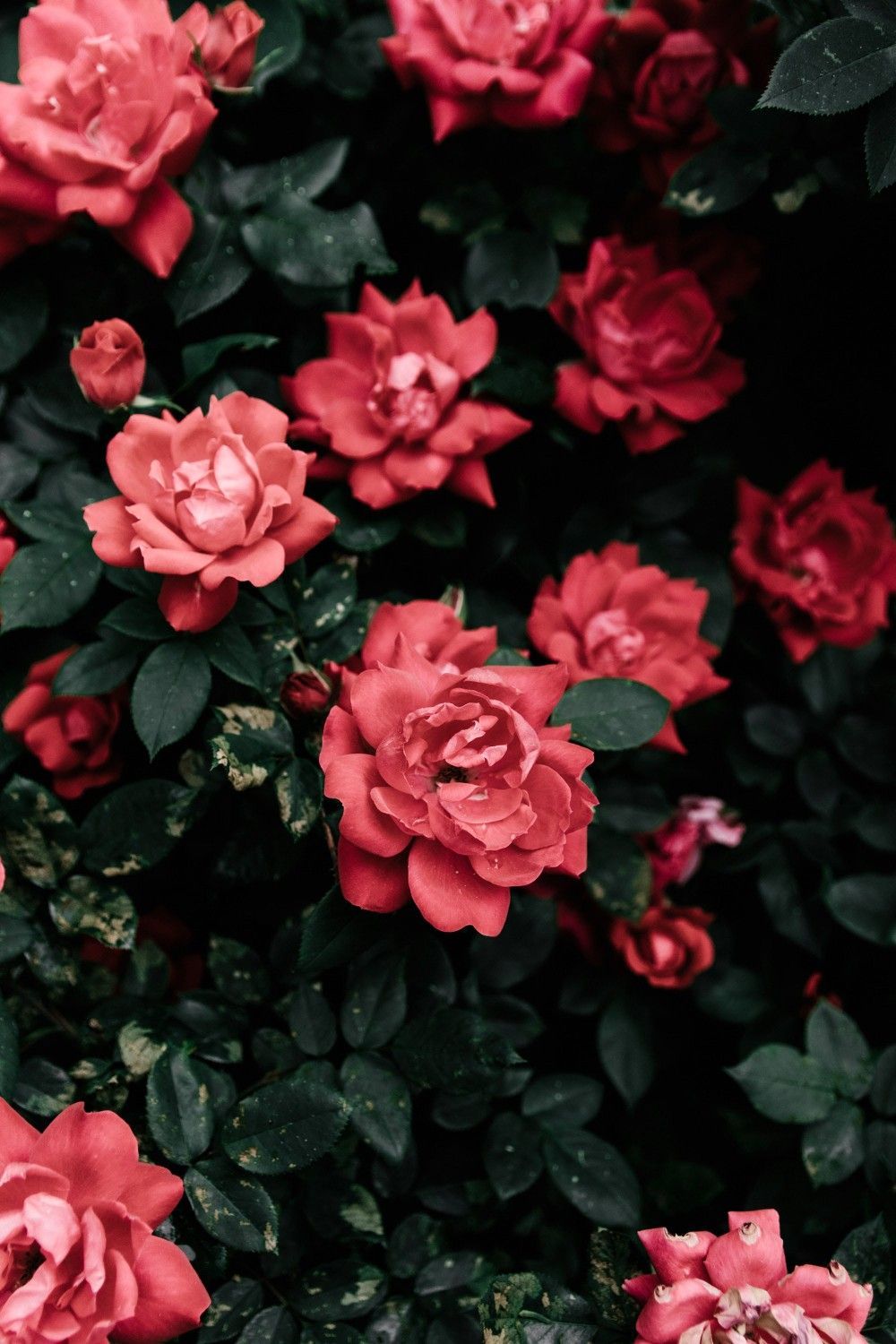 Red Flower Aesthetic Wallpapers
