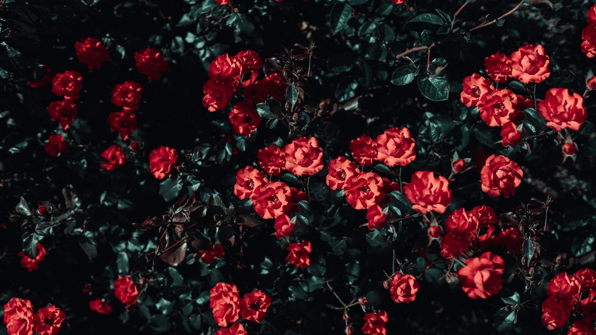 Red Flower Aesthetic Wallpapers