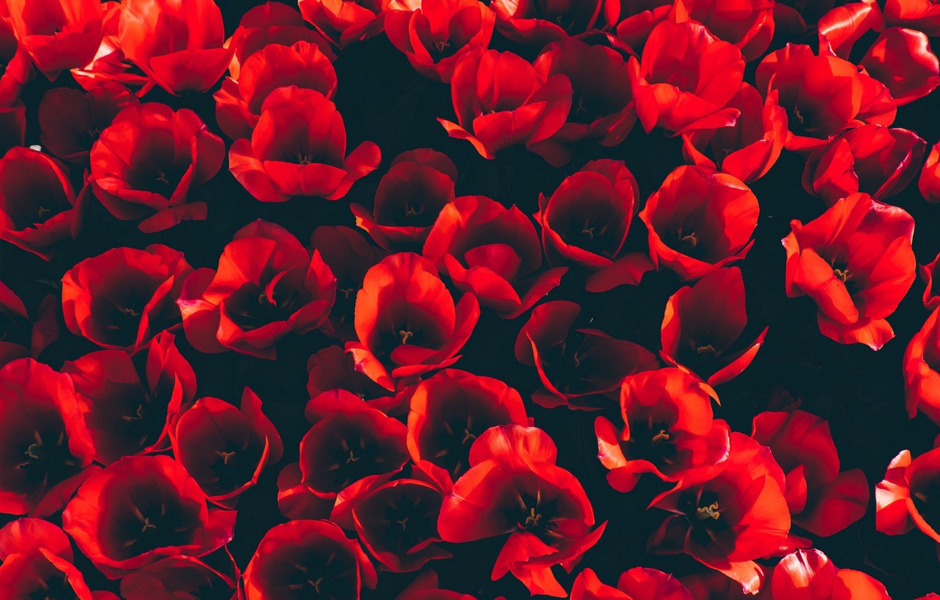 Red Flower Aesthetic Wallpapers