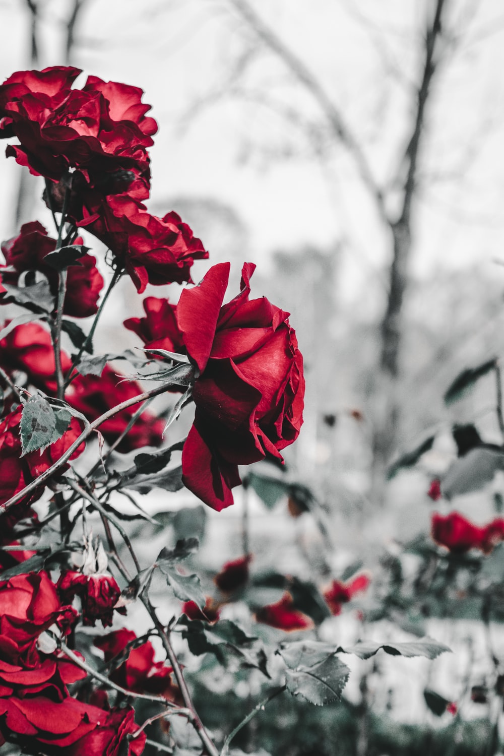 Red Flower Aesthetic Wallpapers