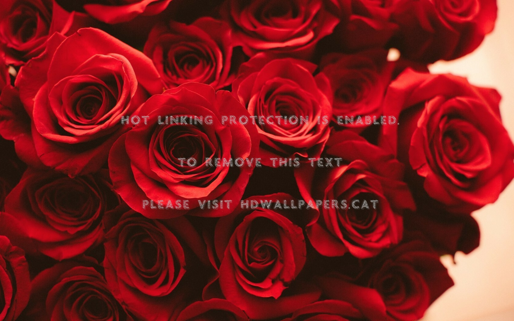 Red Flower Aesthetic Wallpapers