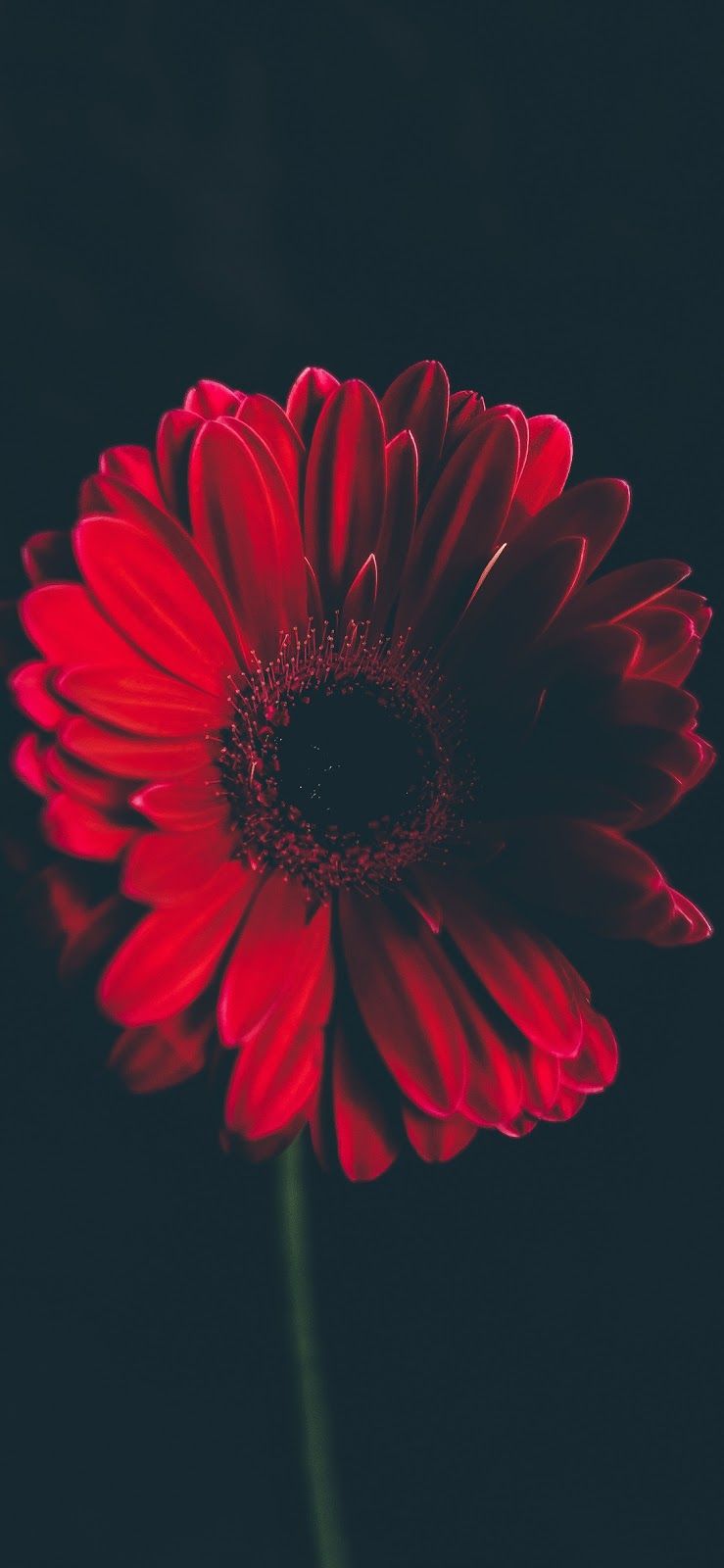 Red Flower Iphone Wallpapers