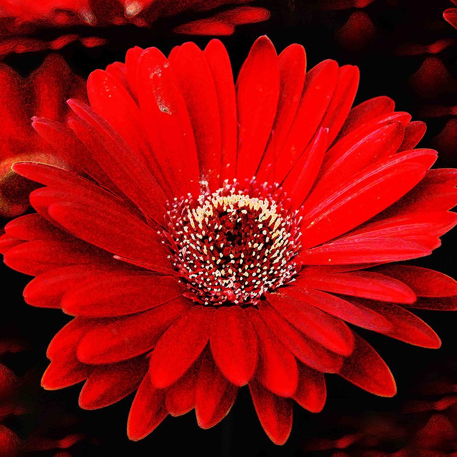 Red Flowers Wallpapers