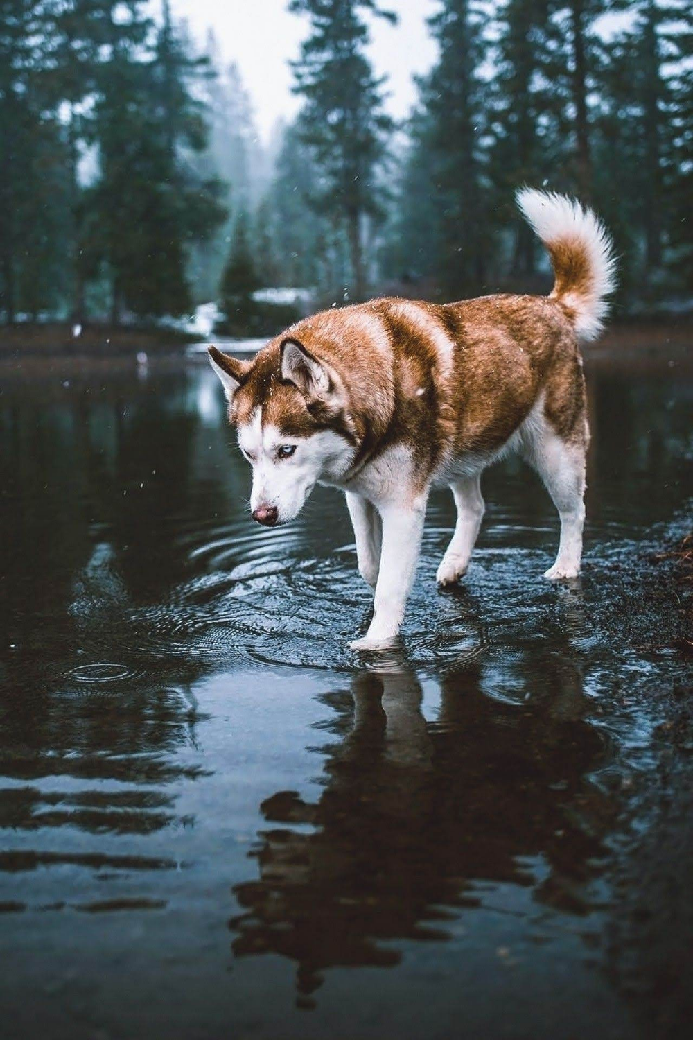 Red Husky Wallpapers