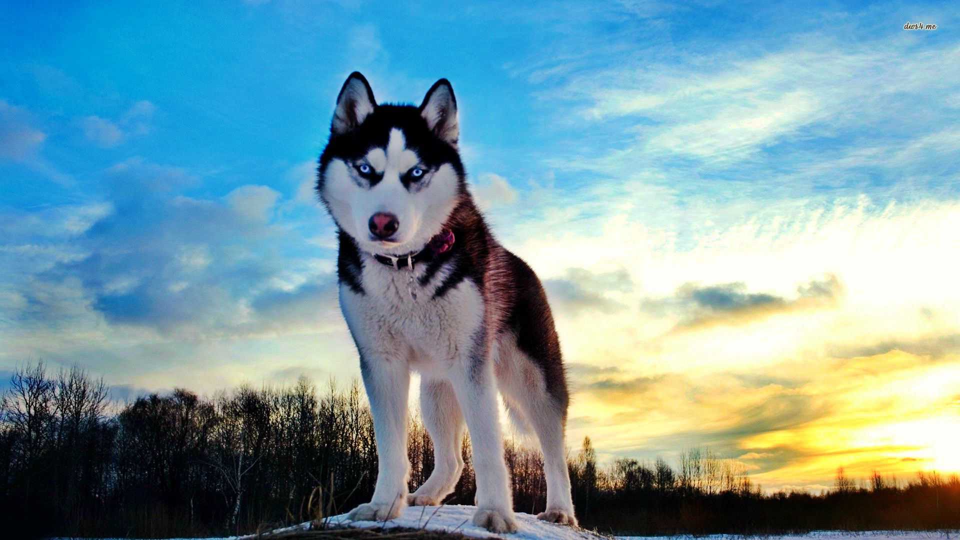 Red Husky Wallpapers