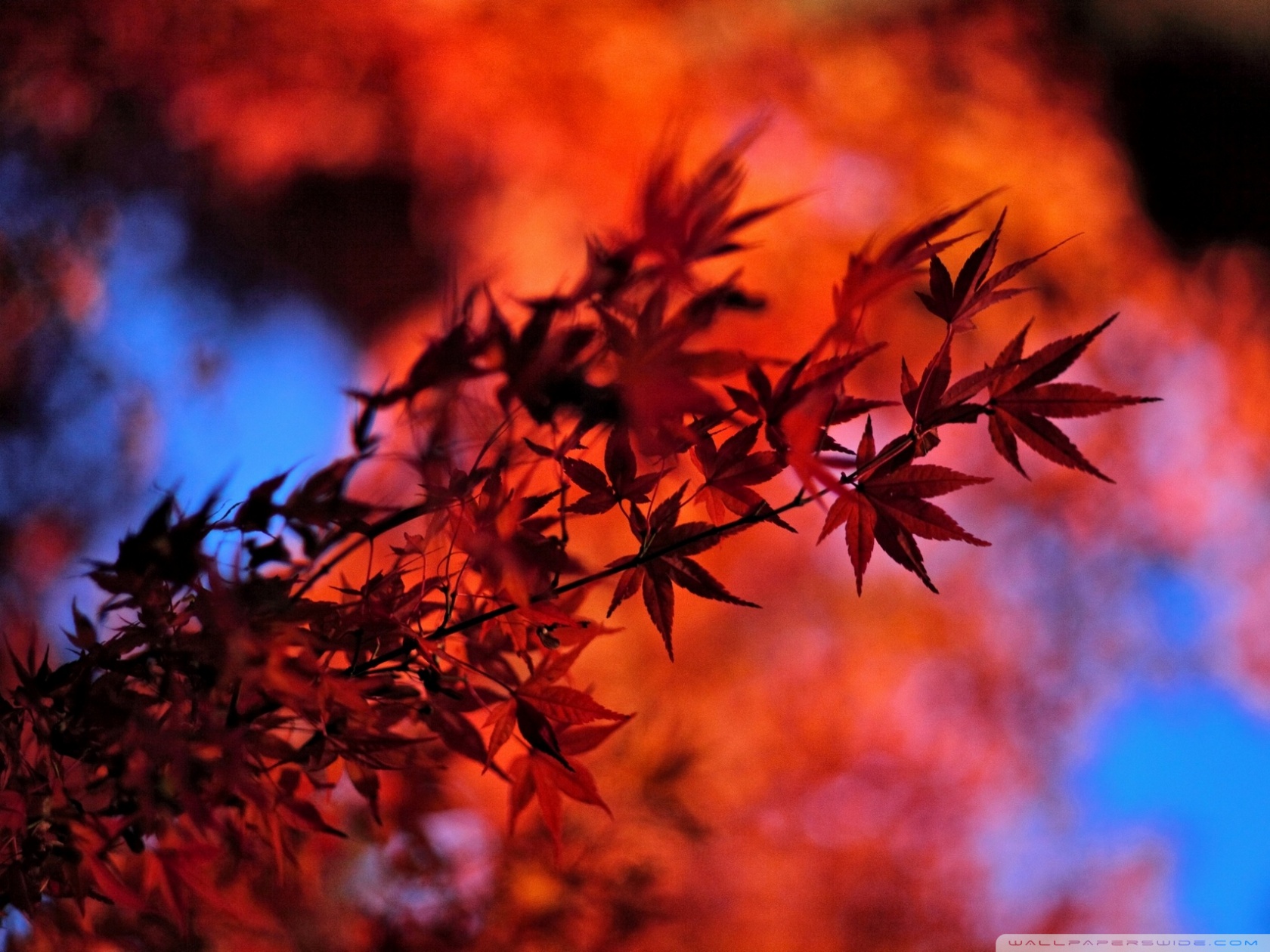 Red Japanese Wallpapers