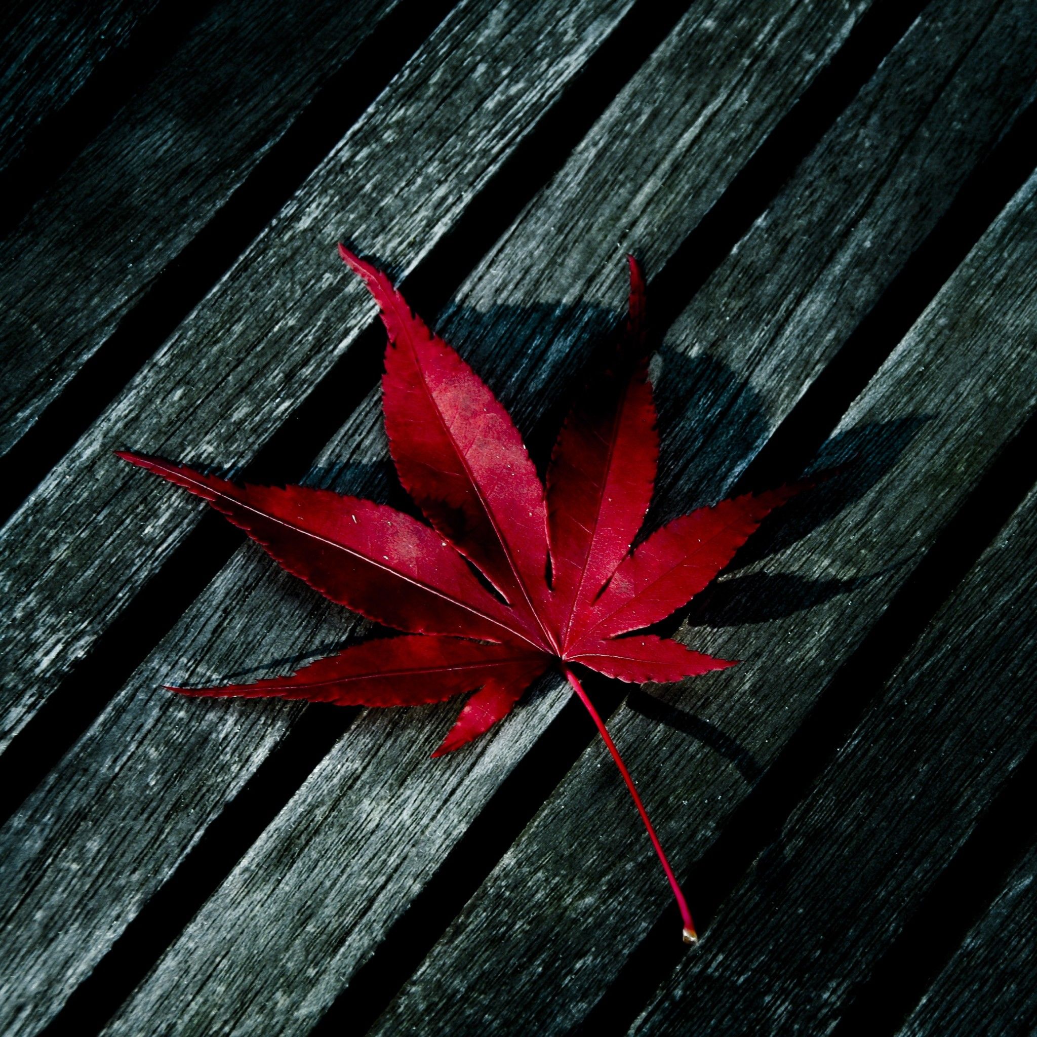 Red Leaf Wallpapers