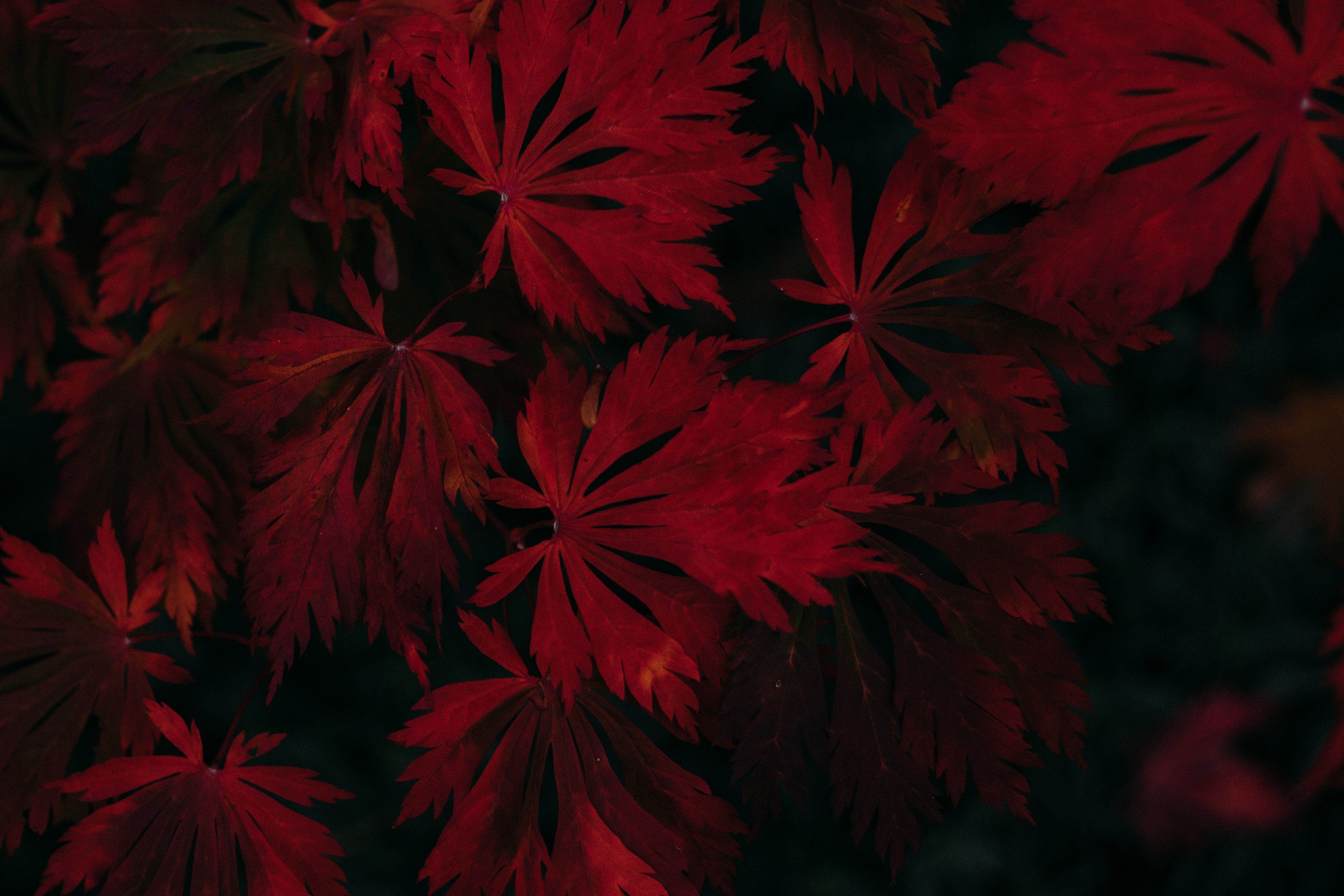 Red Leaf Wallpapers