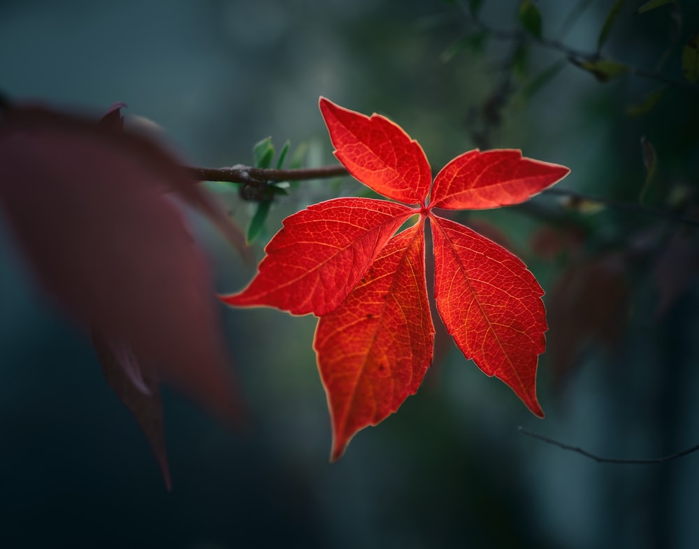 Red Leaf Wallpapers