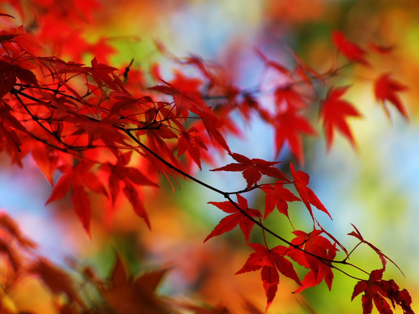 Red Leaf Wallpapers