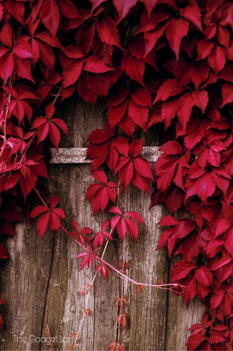 Red Leaf Wallpapers