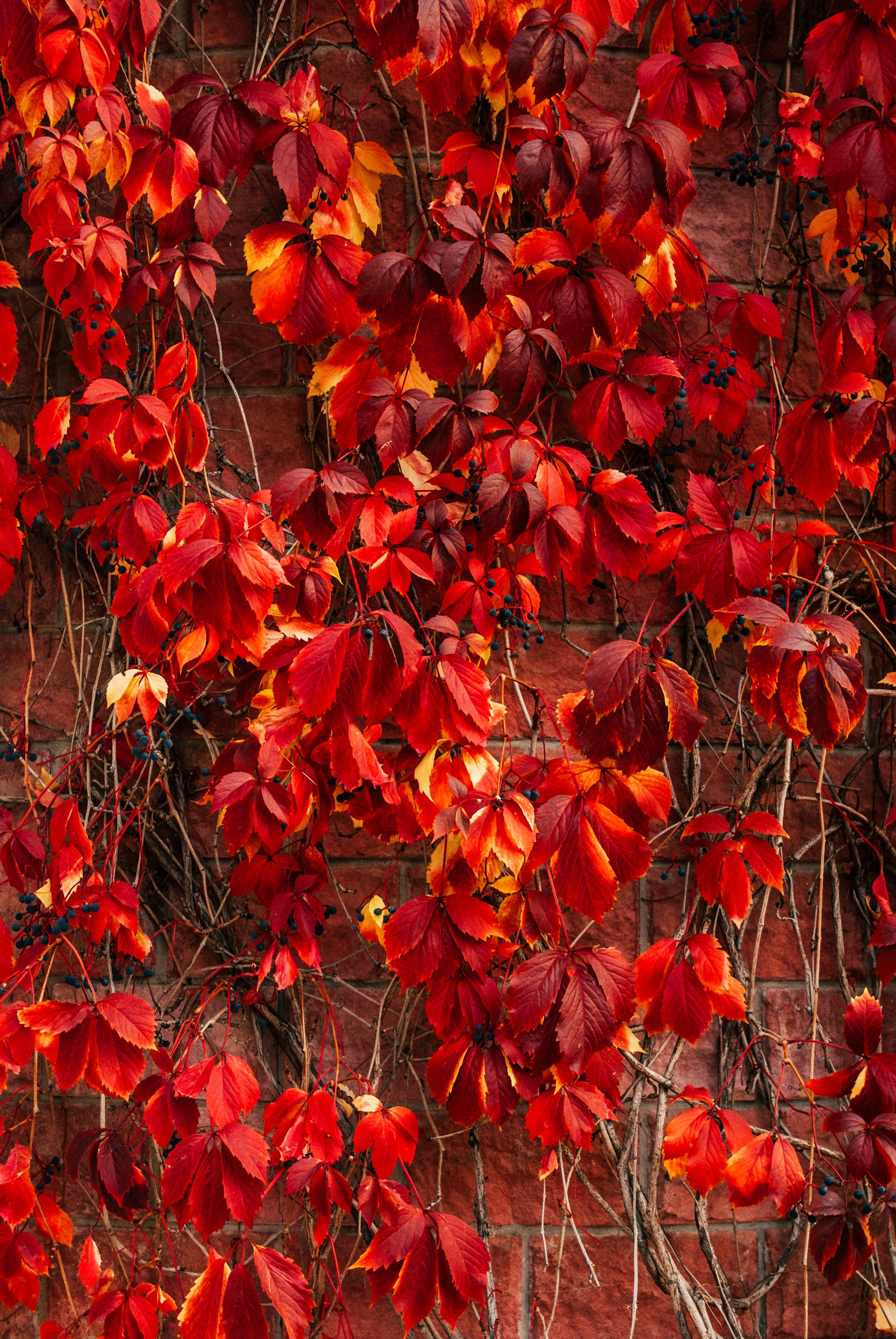 Red Leaf Wallpapers