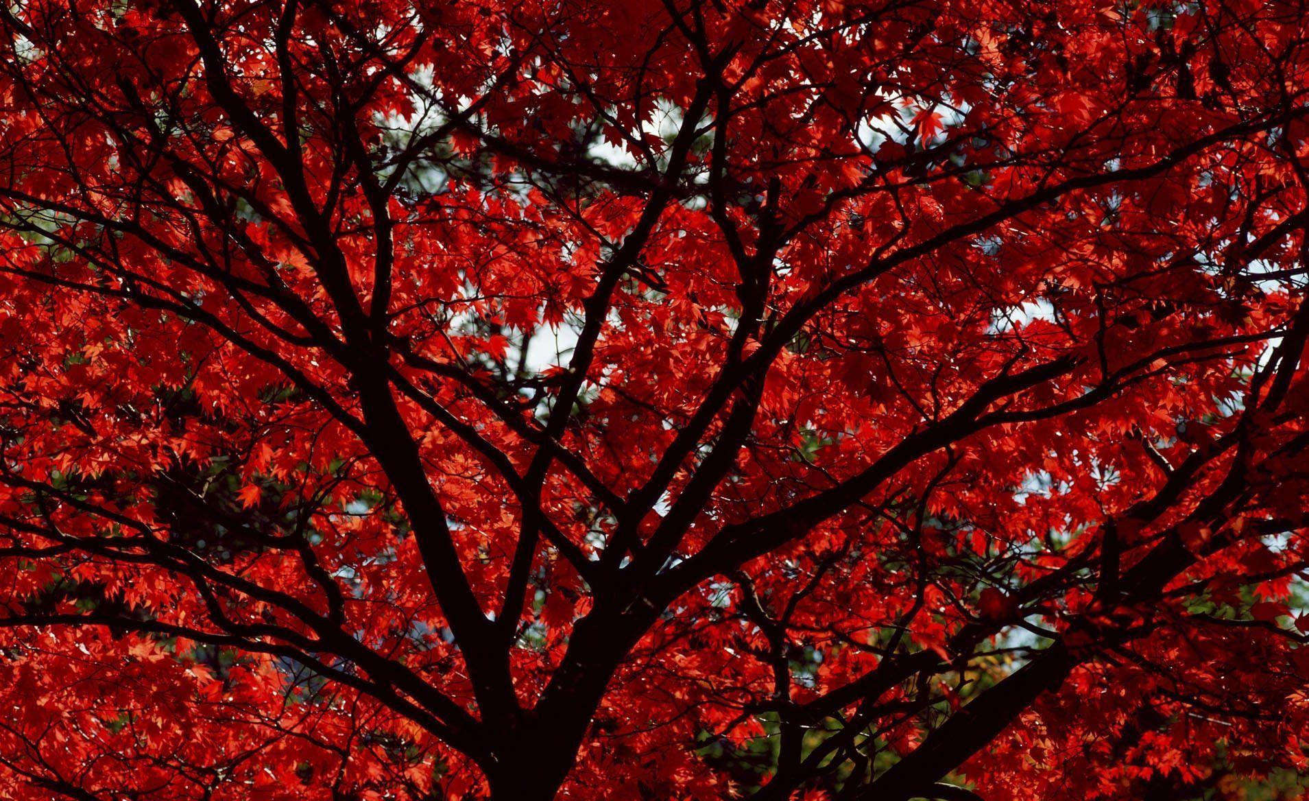 Red Leaf Wallpapers