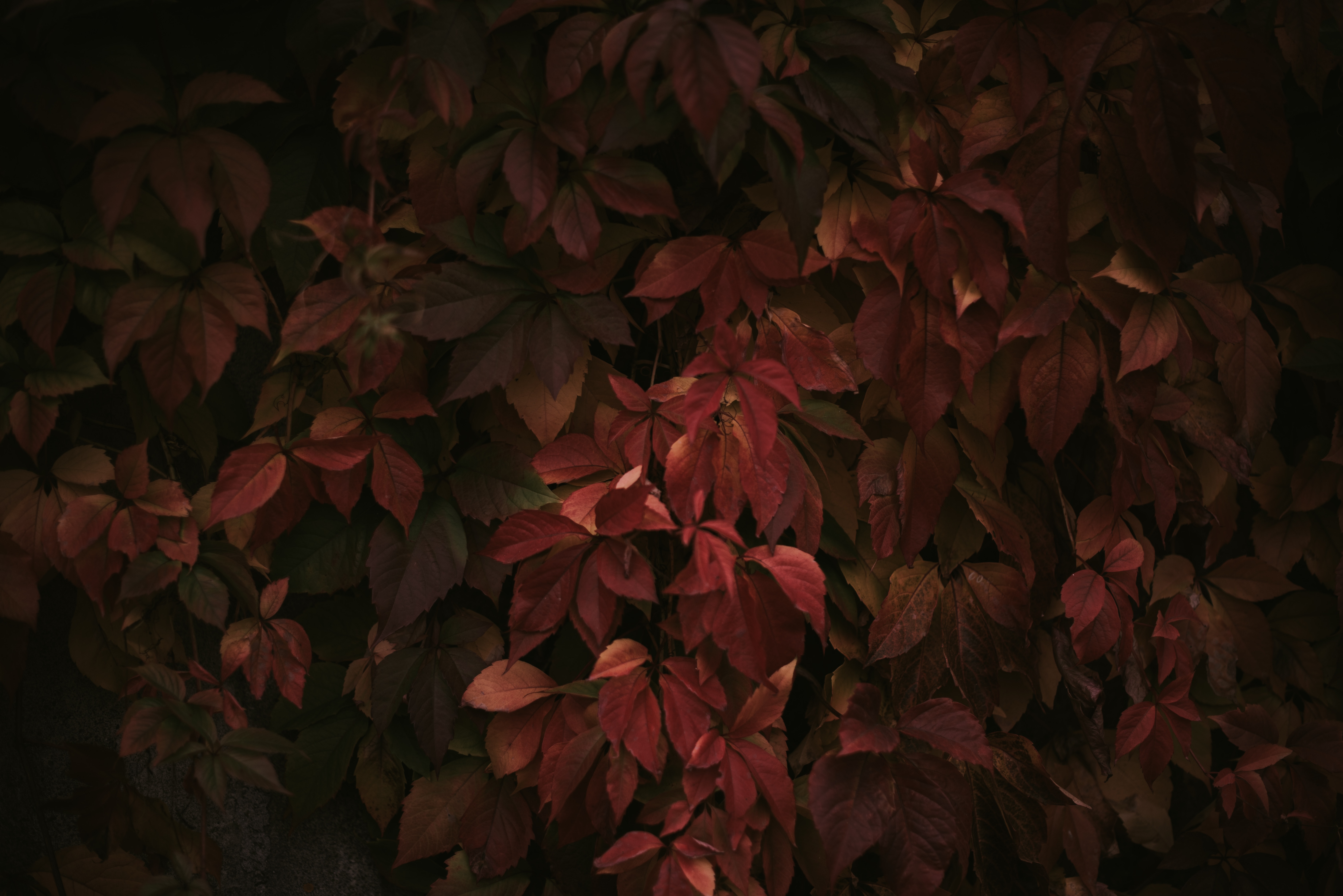 Red Leaf Wallpapers