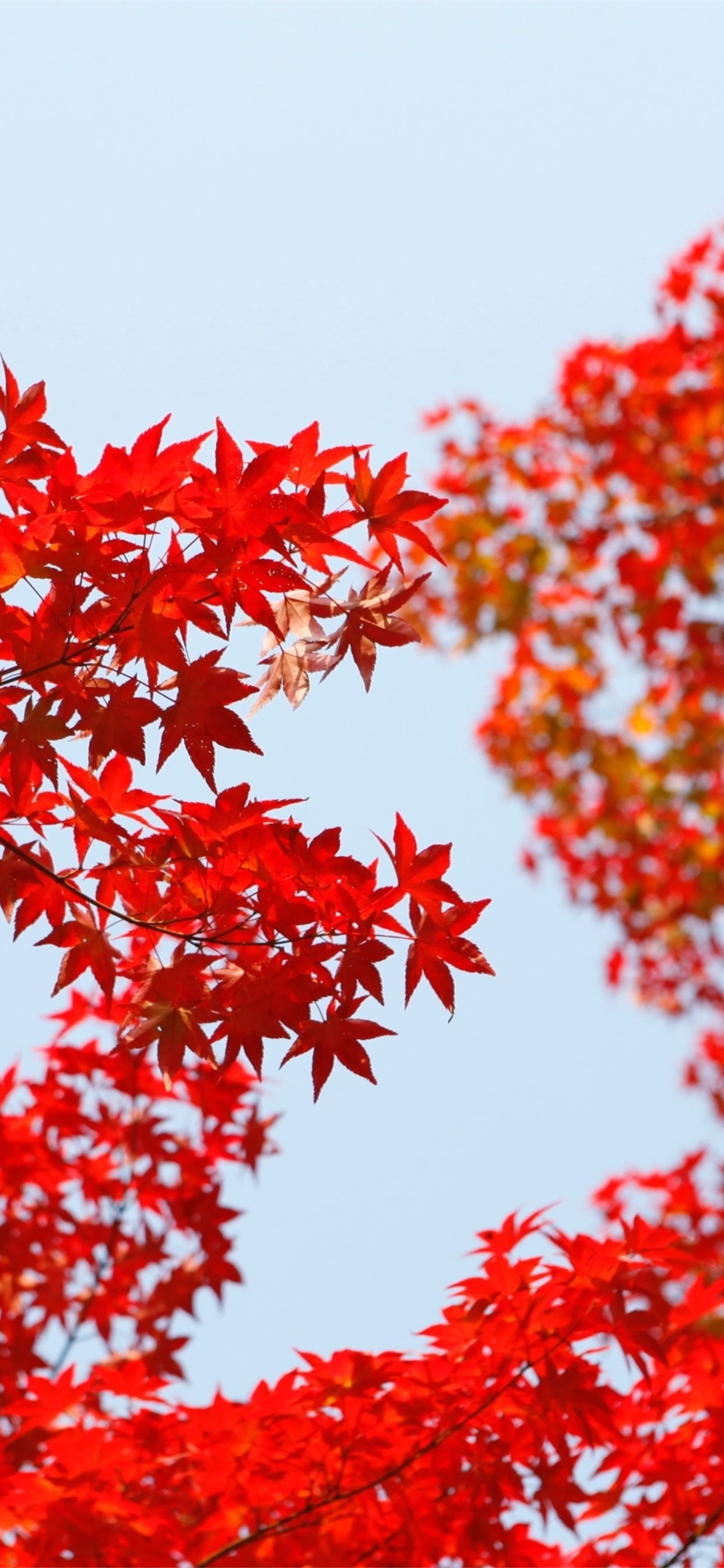 Red Leaf Wallpapers