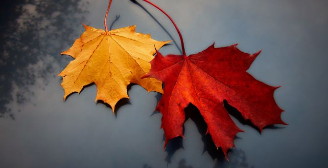 Red Leaf Wallpapers