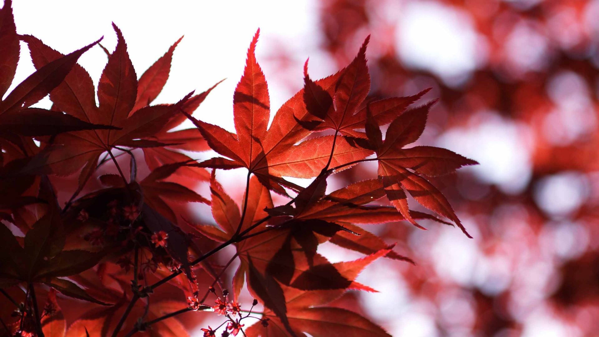Red Leaf Wallpapers