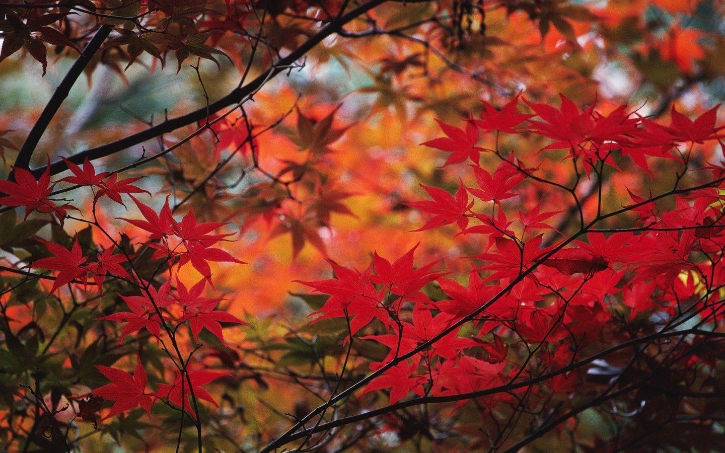 Red Leaf Wallpapers