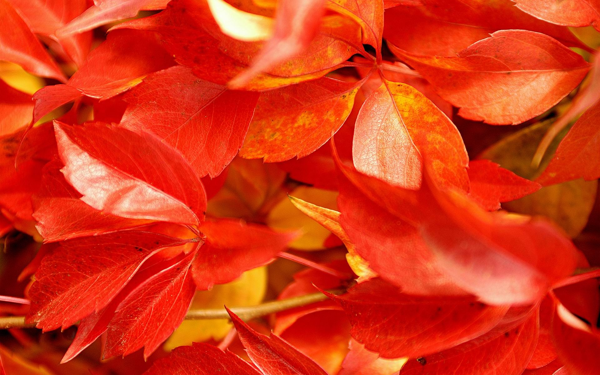 Red Leaf Wallpapers