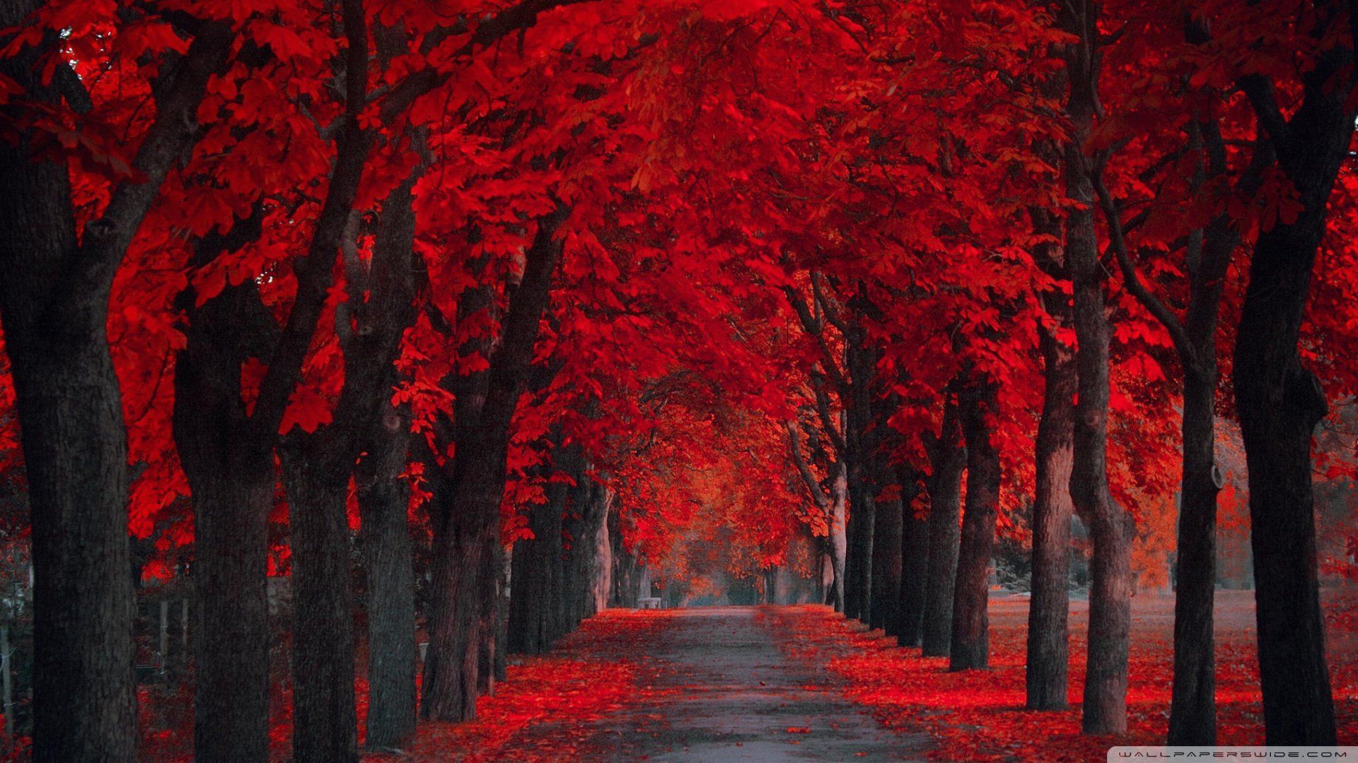 Red Leaves Hd Wallpapers