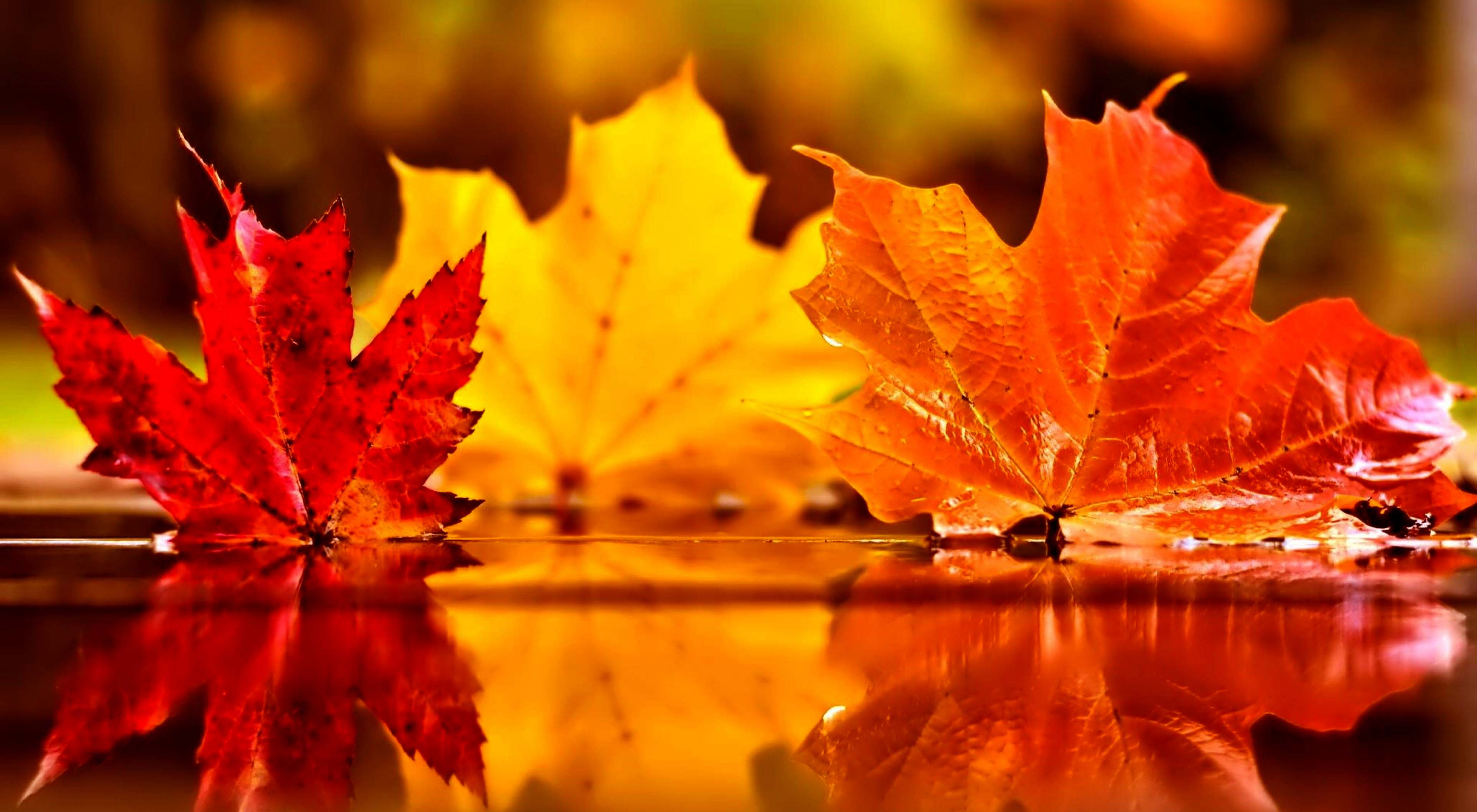 Red Leaves Hd Wallpapers