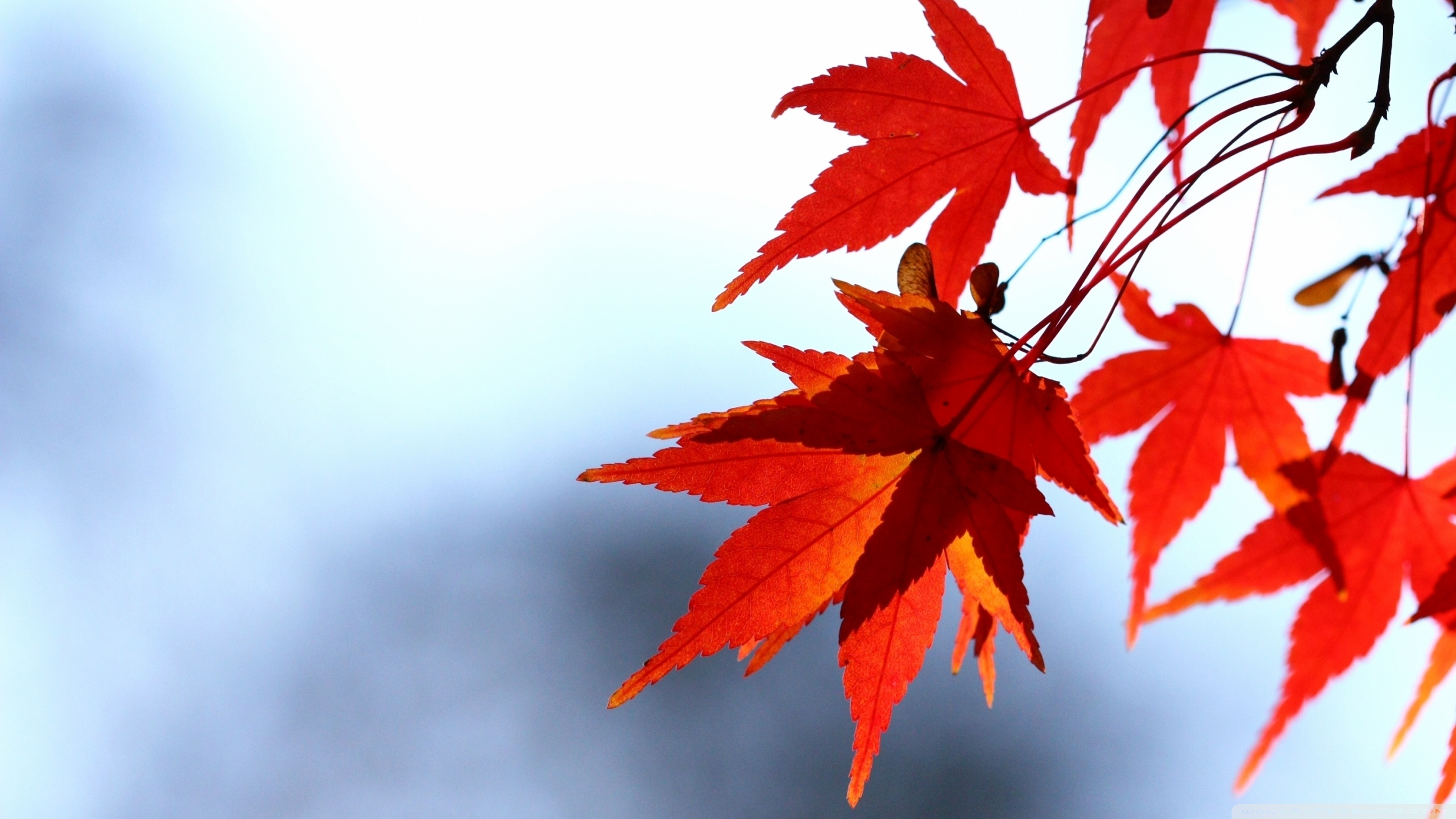 Red Leaves Hd Wallpapers