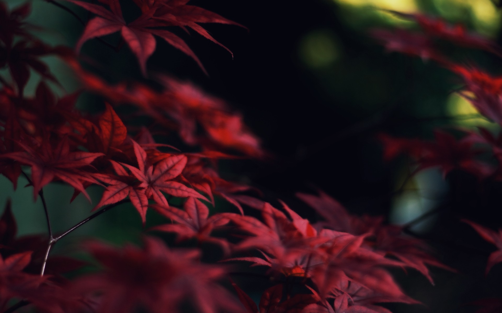 Red Leaves Hd Wallpapers