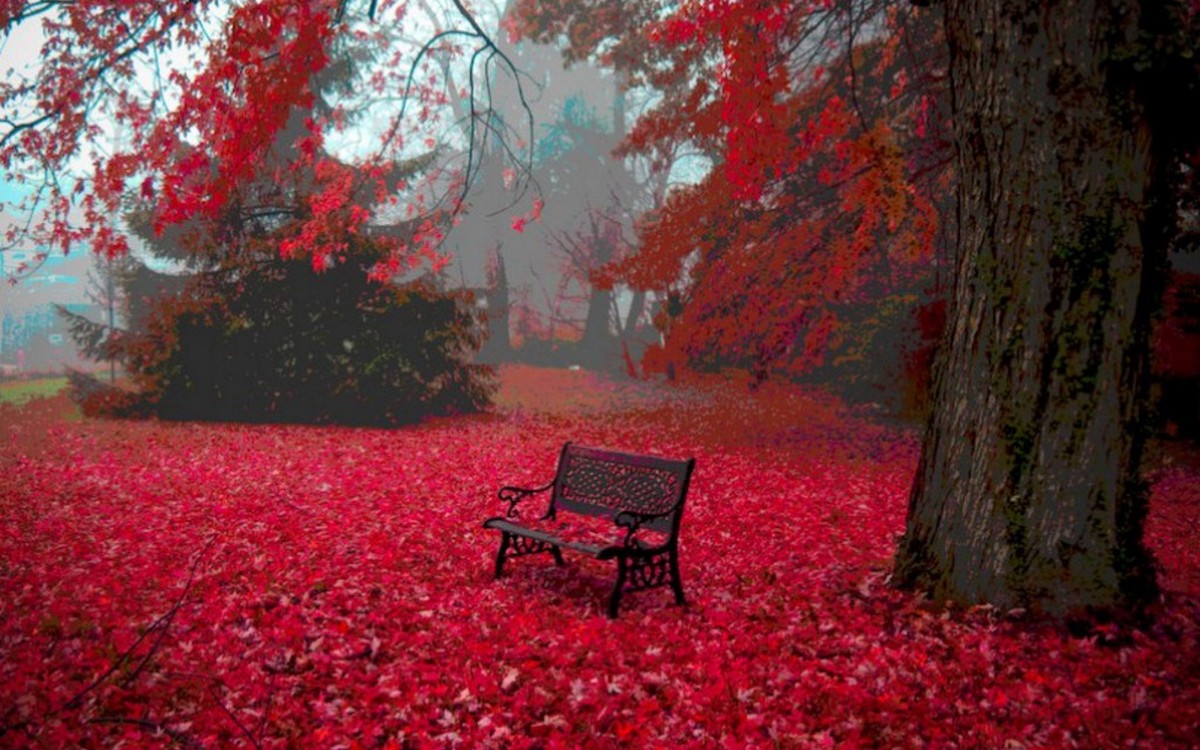 Red Leaves Hd Wallpapers