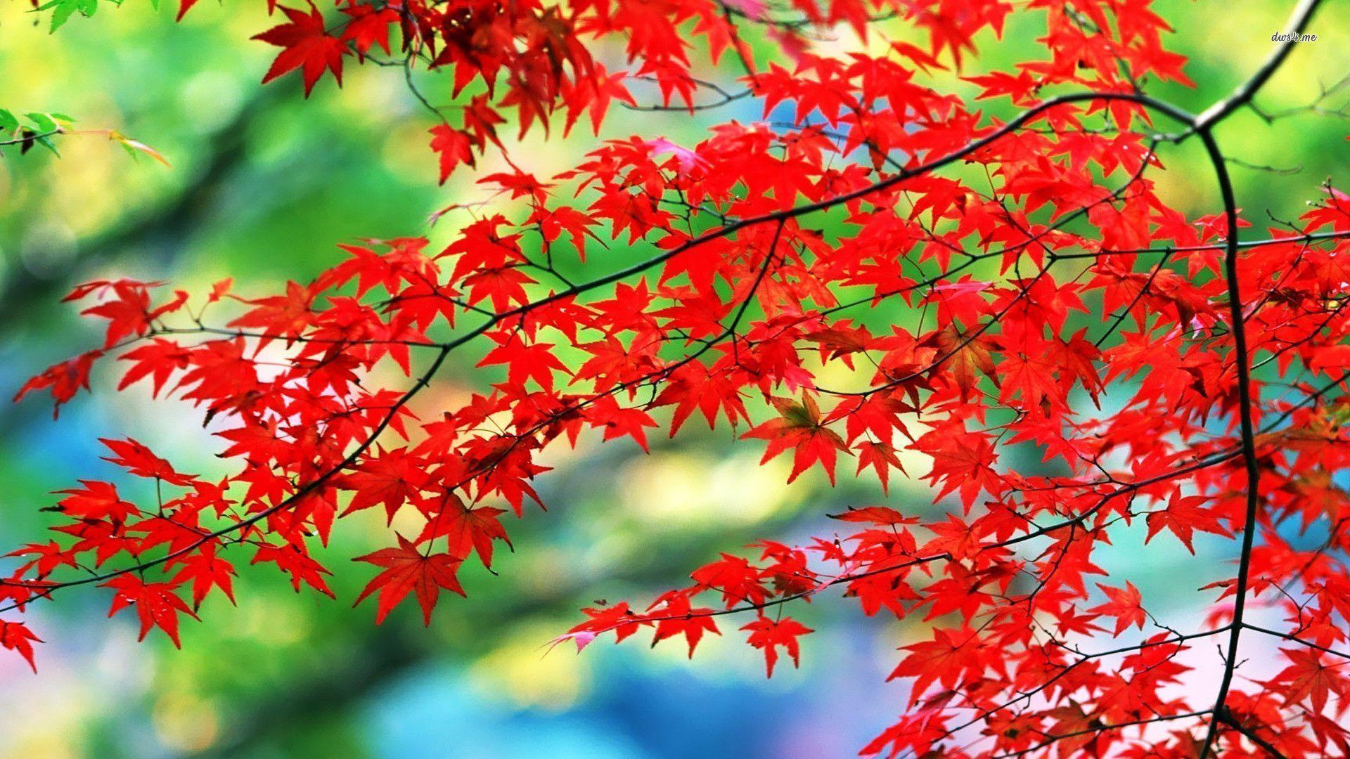 Red Leaves Hd Wallpapers