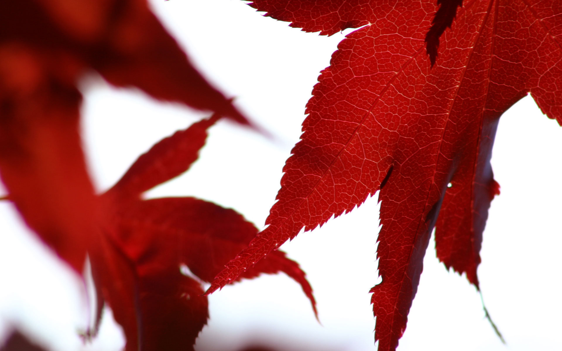 Red Leaves Hd Wallpapers