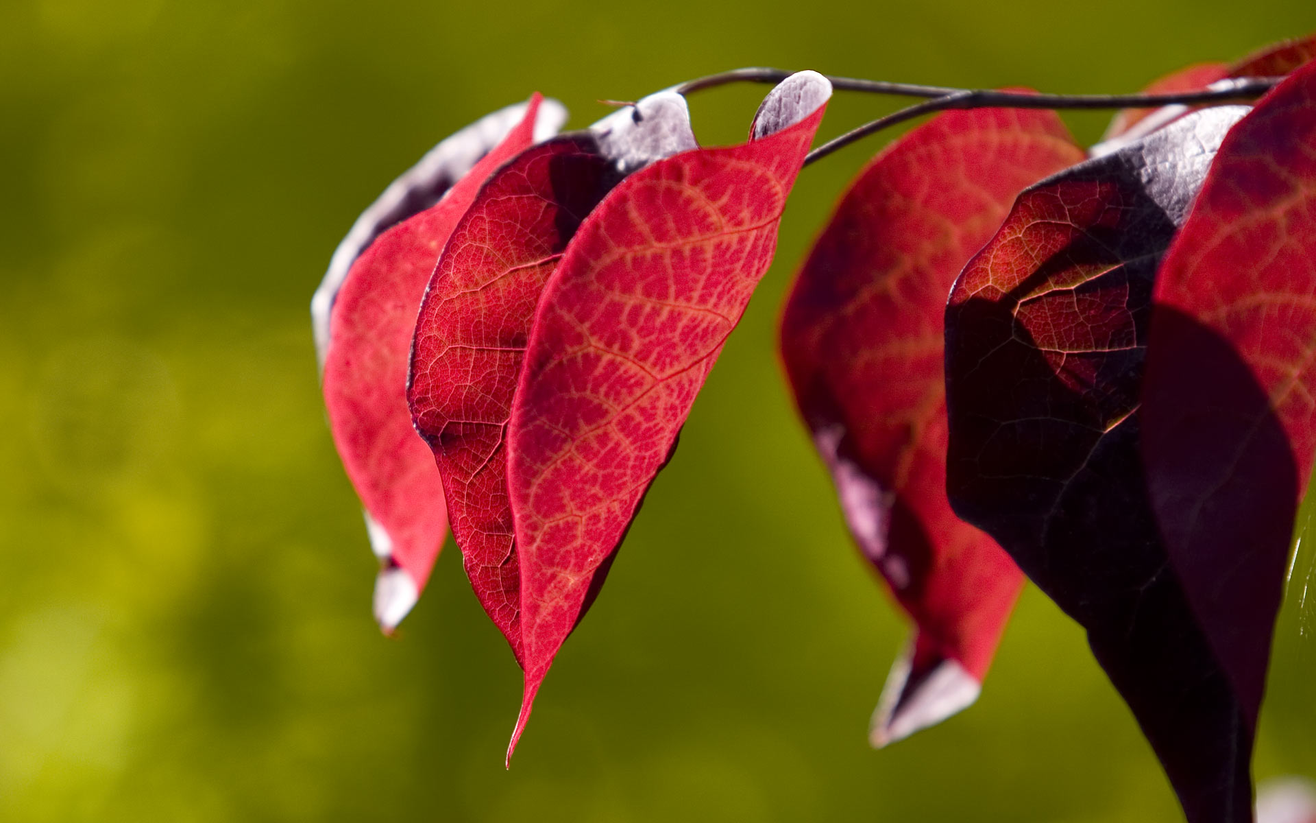 Red Leaves Hd Wallpapers